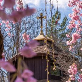 chapel_dome_cherry_blossoms_ap